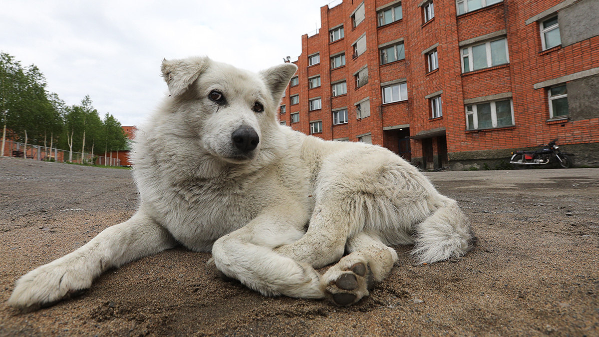 Госдума так и не получила позицию правительства по инициативам об обращении с бездомными животными
