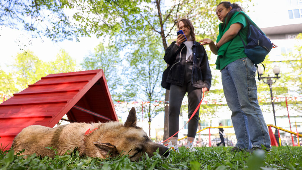 Обязательная регистрация и чипирование домашних собак вводятся с мая 2026&nbsp;г.