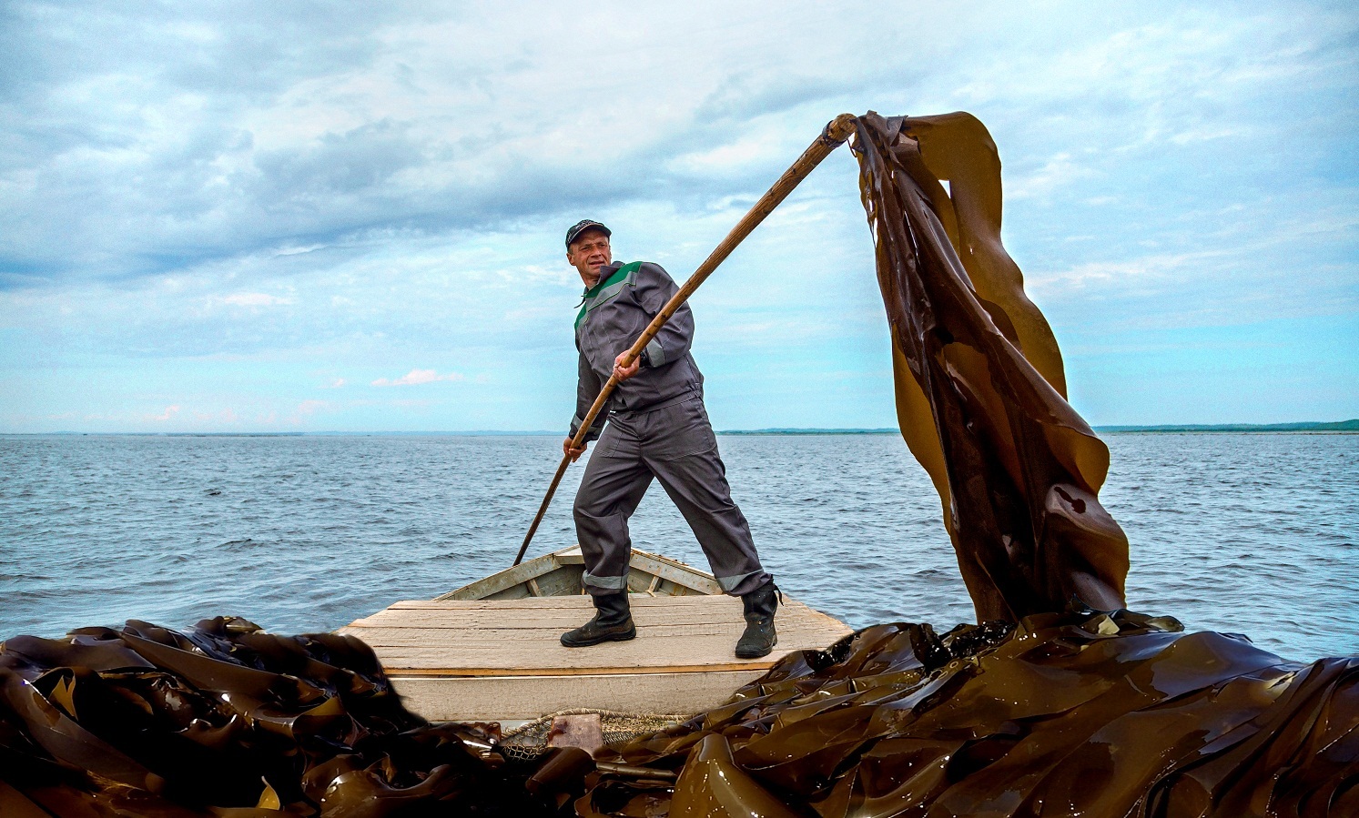 Ручная добыча водорослей осуществляется в акватории Белого моря, ее объем составляет около 200 т в год