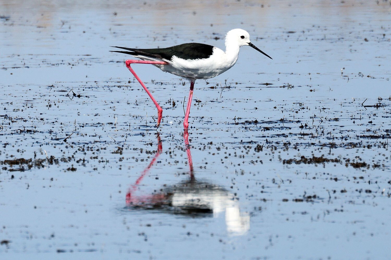21 августа 2025 г. Птица ходулочник на соленом озере, Херсонская область.