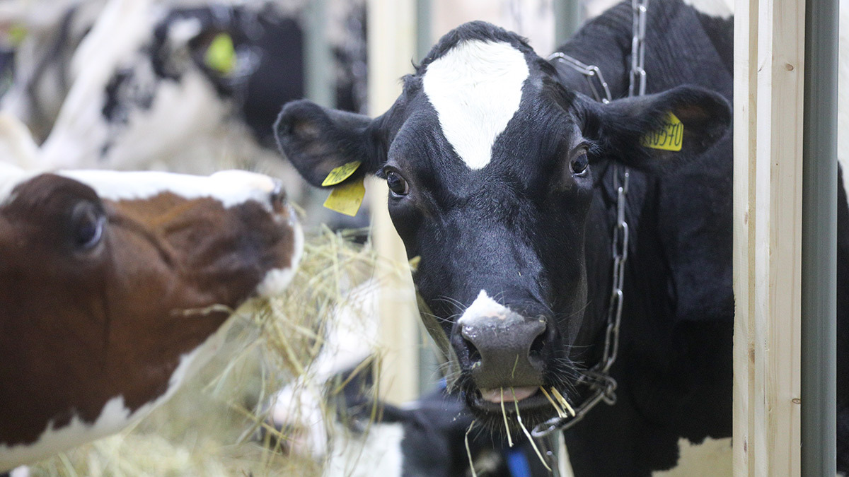 Максим Стулов / Ведомости