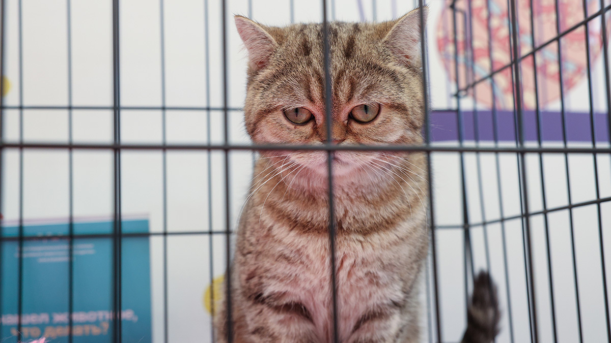 Максим Стулов / Ведомости