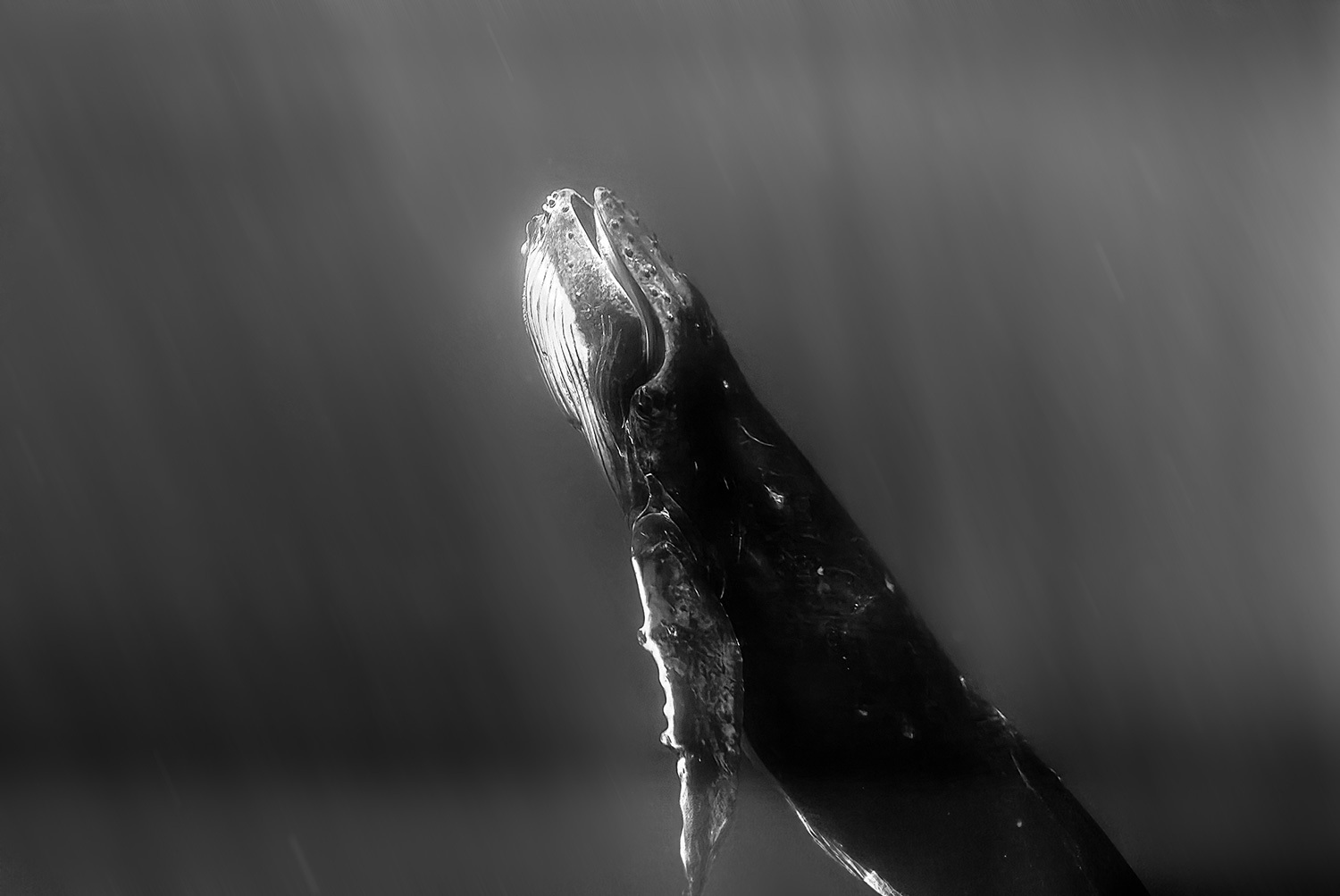 Пресс-служба Huawei Device