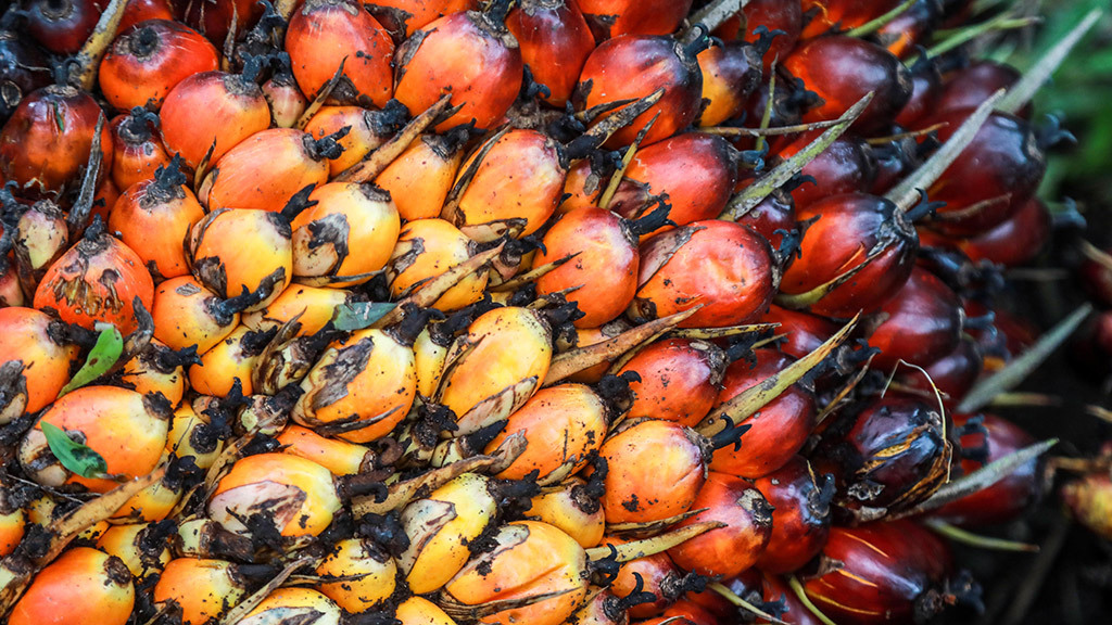 DEDI SINUHAJI / EPA / ТАСС