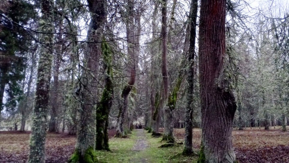 Михайловское, аллея Анны Керн