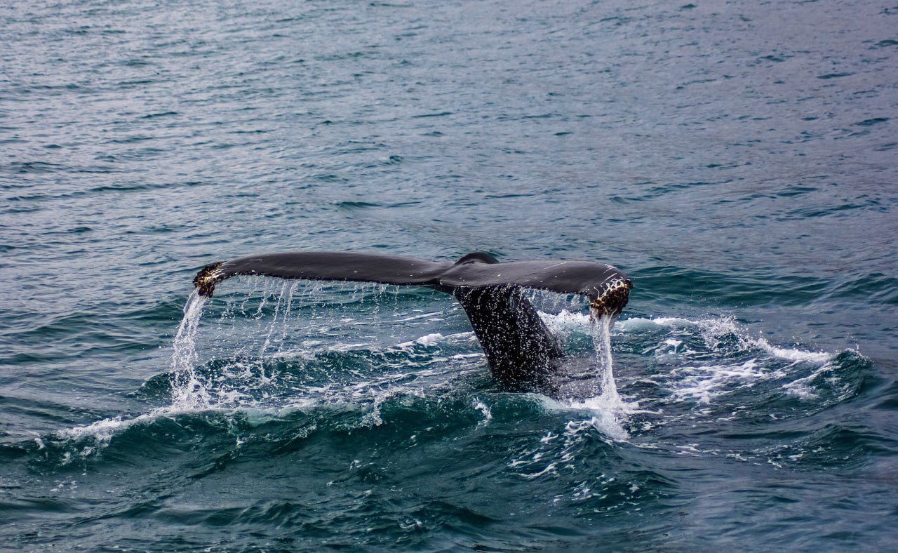 На данный момент в России нет единых правил наблюдения за морскими животными в естественной среде