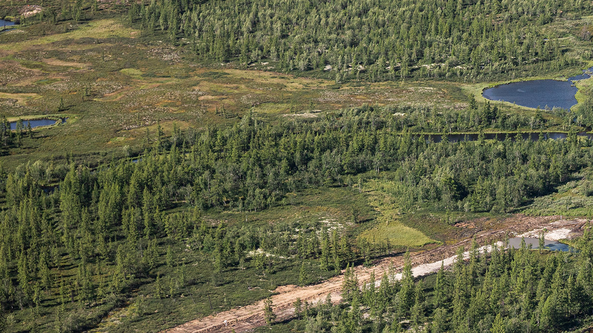 Нарушение правил лесовосстановления может снизить качество естественной среды обитания животного мира и нанесет вред почве