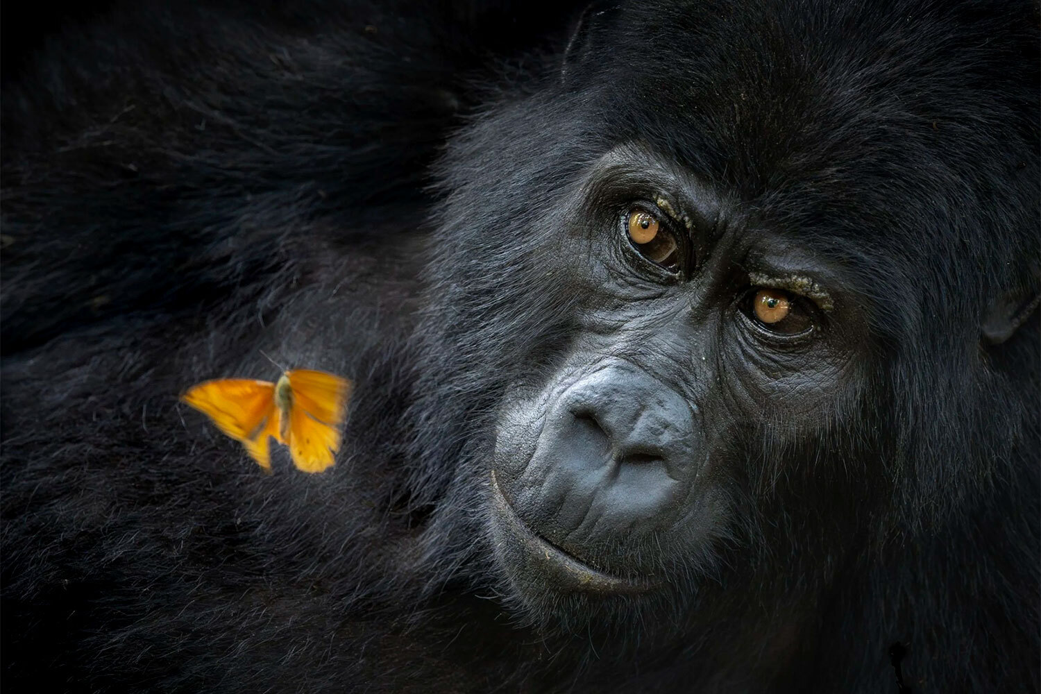 Победитель в номинации «Портреты животных».