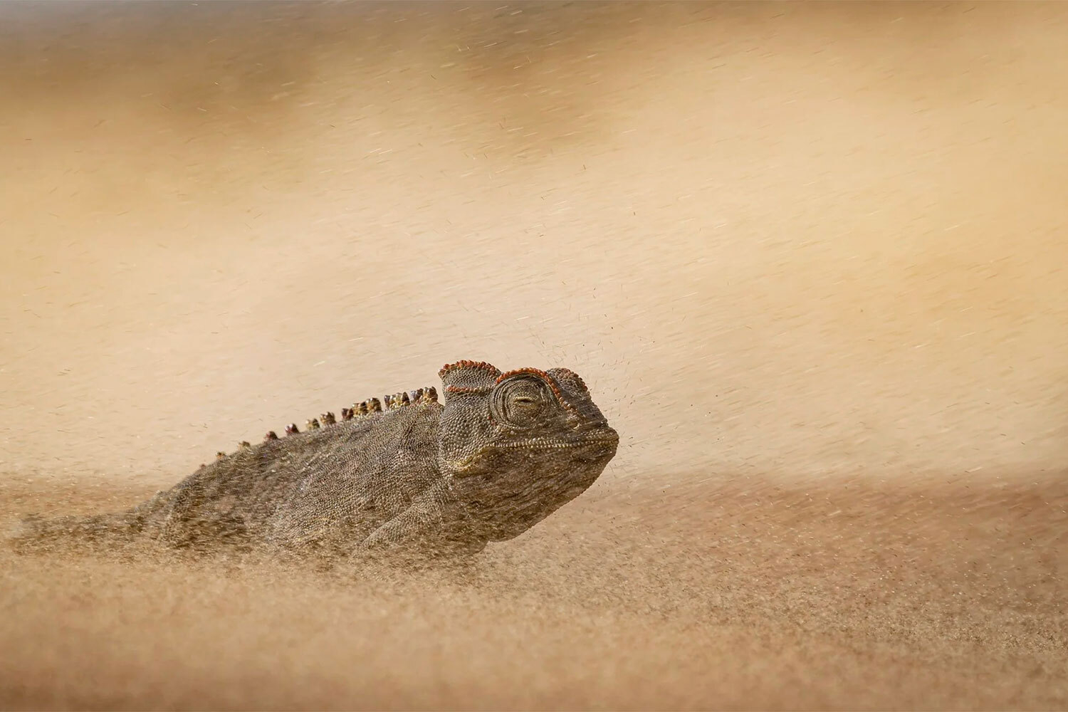 Победитель в номинации «Амфибии и рептилии».