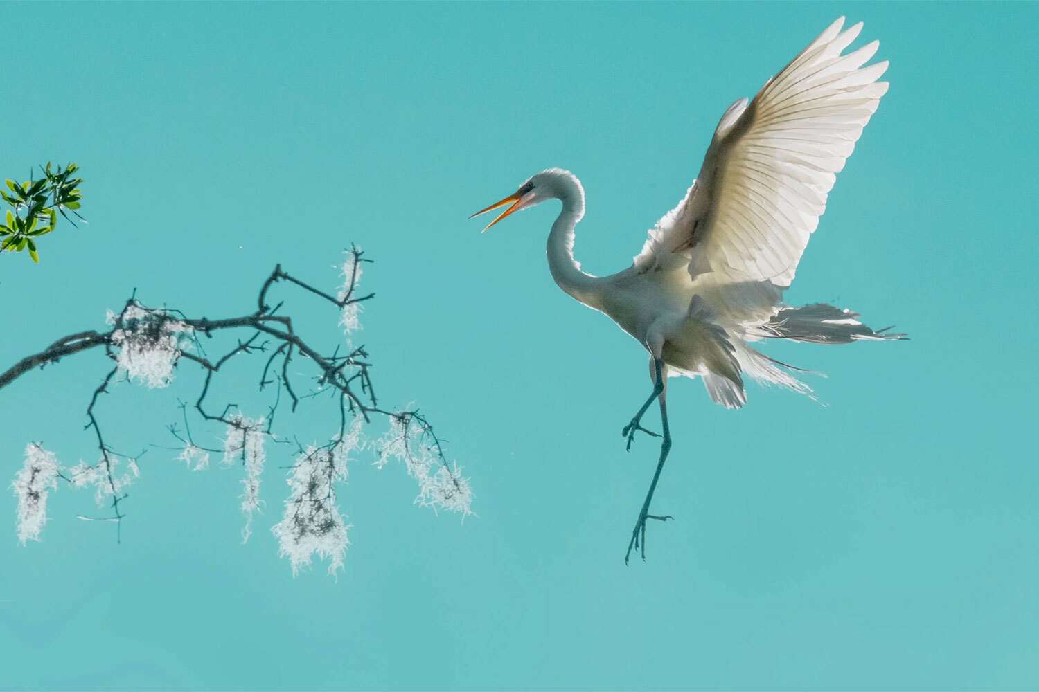 Победитель в номинации «Птицы».