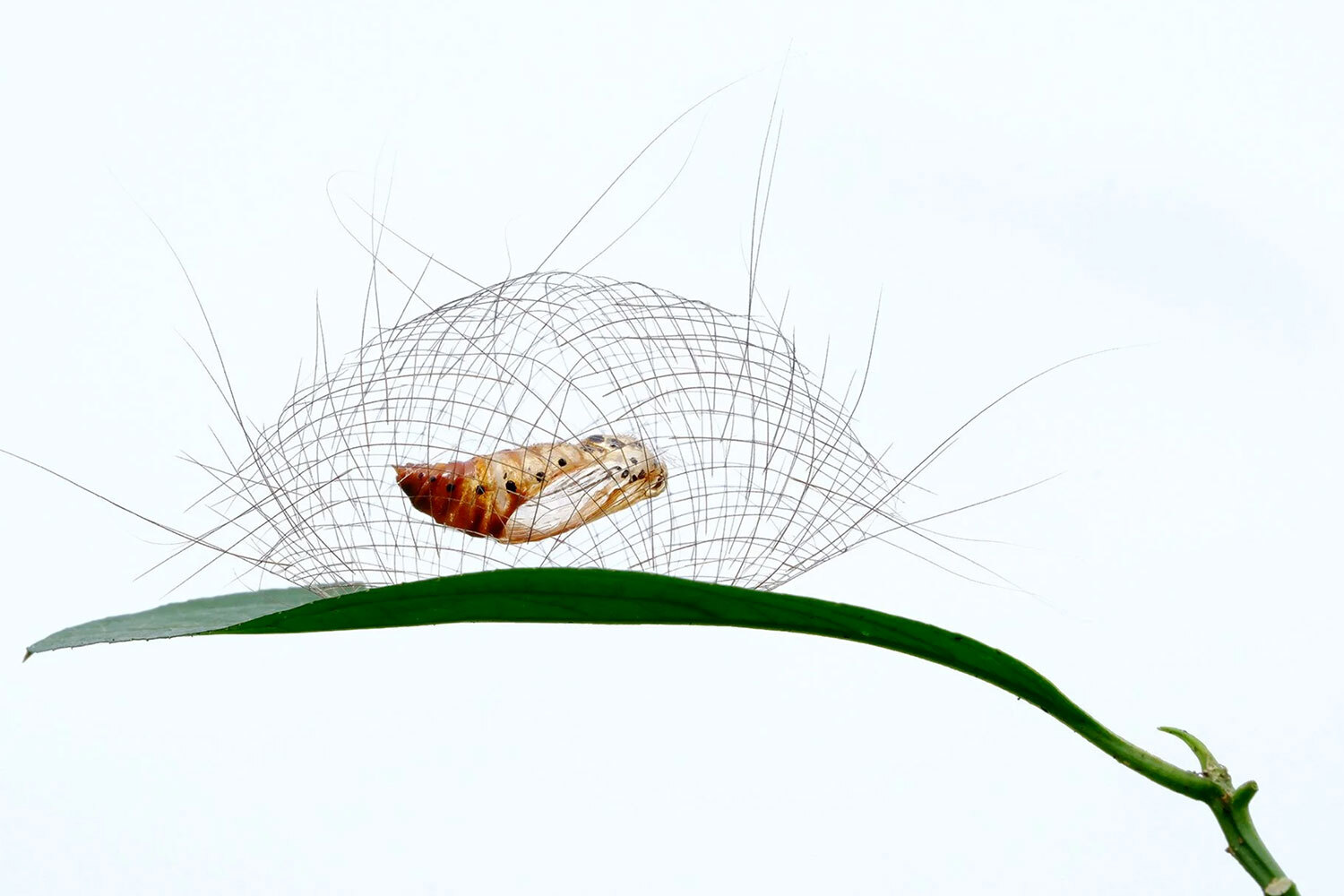 Победитель в номинации «Беспозвоночные».