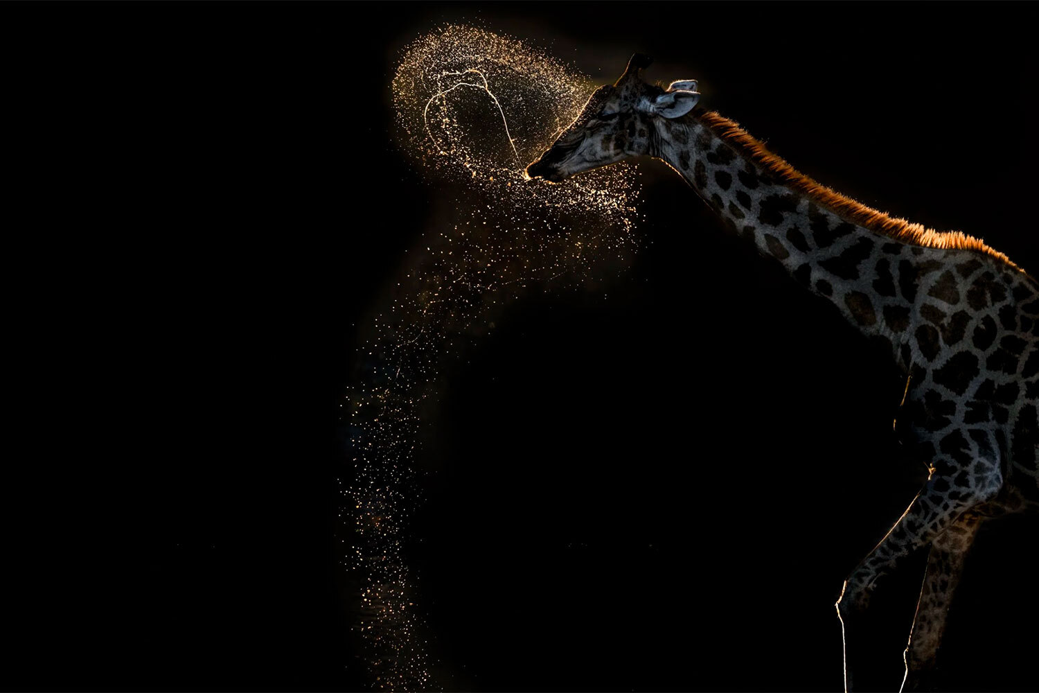 Победитель в номинации «Млекопитающие».