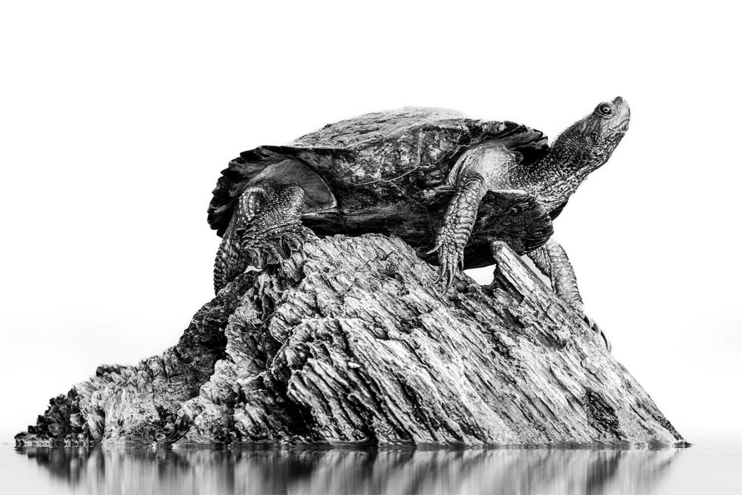 Победитель в номинации «Черно-белое фото».