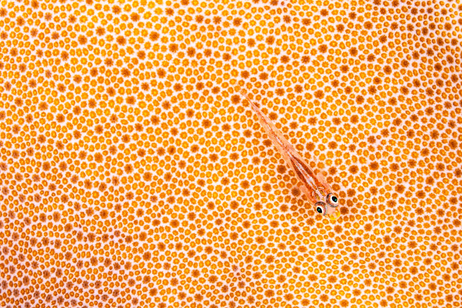 Победитель в номинации «Искусство».