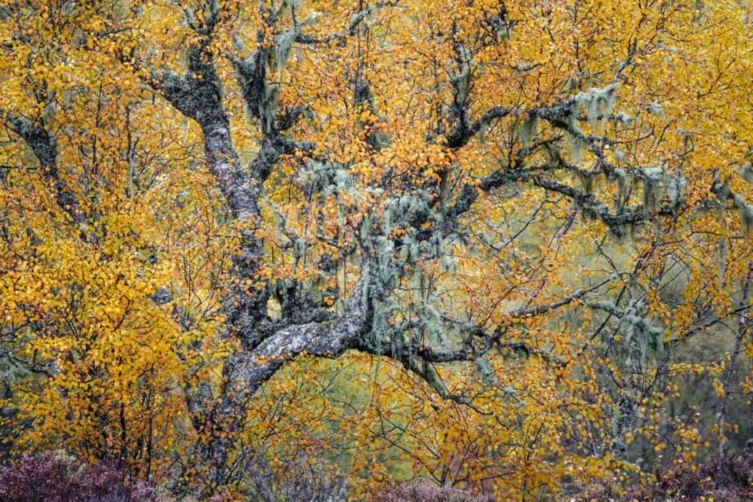 Победитель в номинации «Растения и грибы».