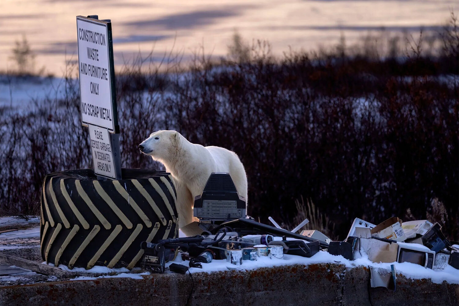 Победитель в номинации «Городская дикая природа».