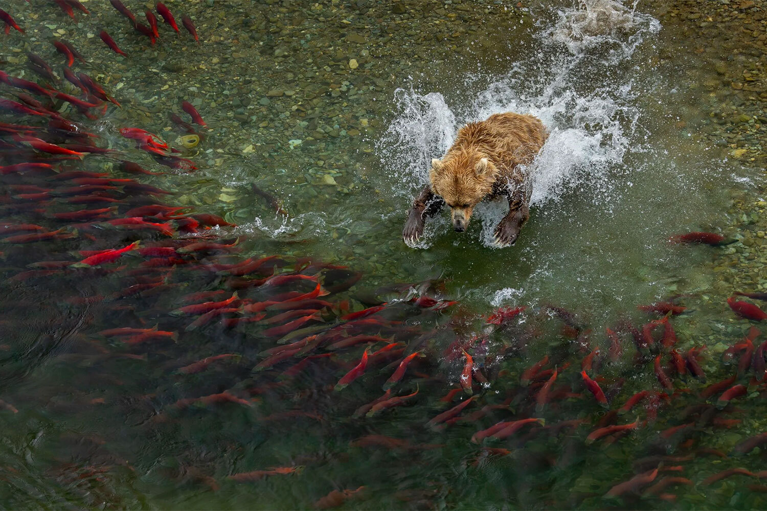 Победитель в номинации «Животные в своей среде обитания».