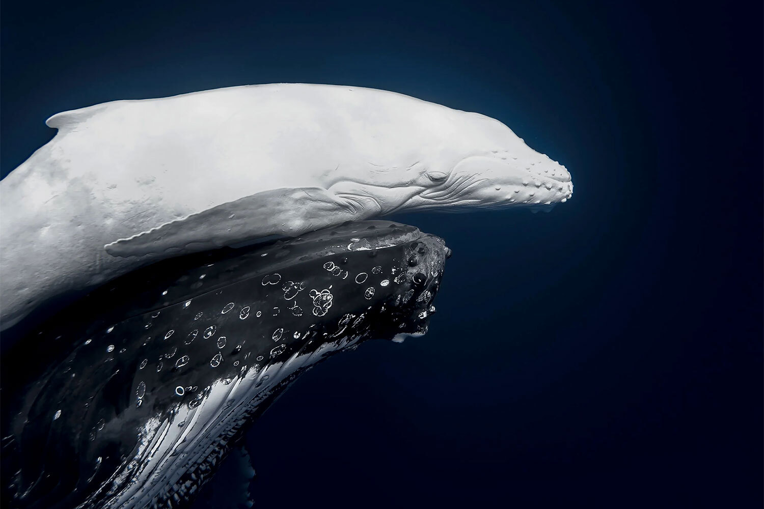 Жюри фотоконкурса World Nature Photography Awards, куда поступили снимки от участников из 51 страны, объявило имена лауреатов. В рамках состязания, охватывающего 14 категорий, эксперты выбрали по три призера. Главной награды – звания «Фотограф года в мире природы» – удостоился австралиец Джоно Аллен. Его работа также завоевала золото в одной из самых конкурентных номинаций – «Подводный мир». На ней запечатлена трогательная сцена: редкий детеныш-альбинос горбатого кита и его мать в тропических водах Вавау (Тонга). Кто еще занял первое место – в галерее «Ведомостей».