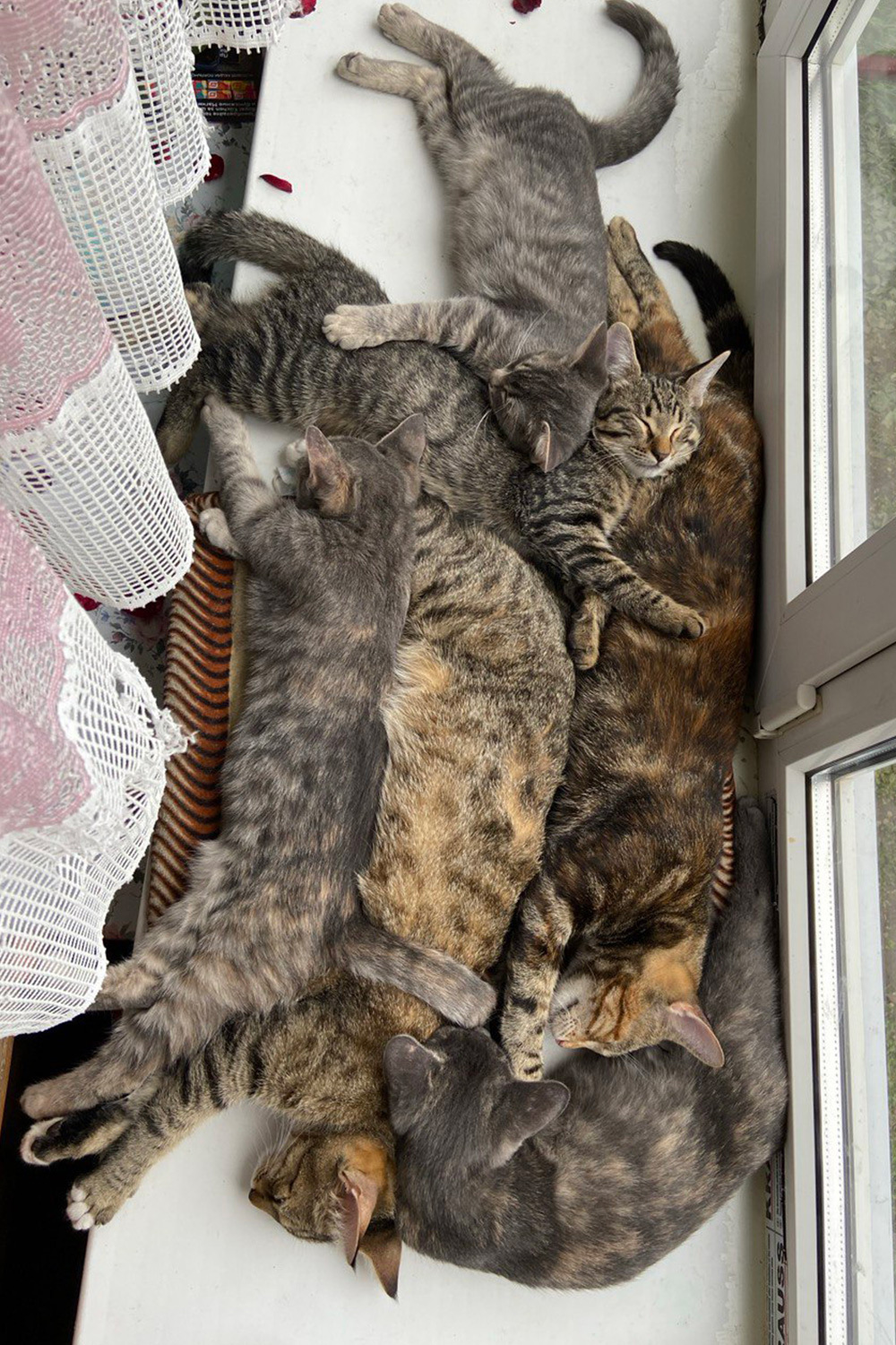 Ириска, Багира, Джек, Султан, Бусинка и Мишка.