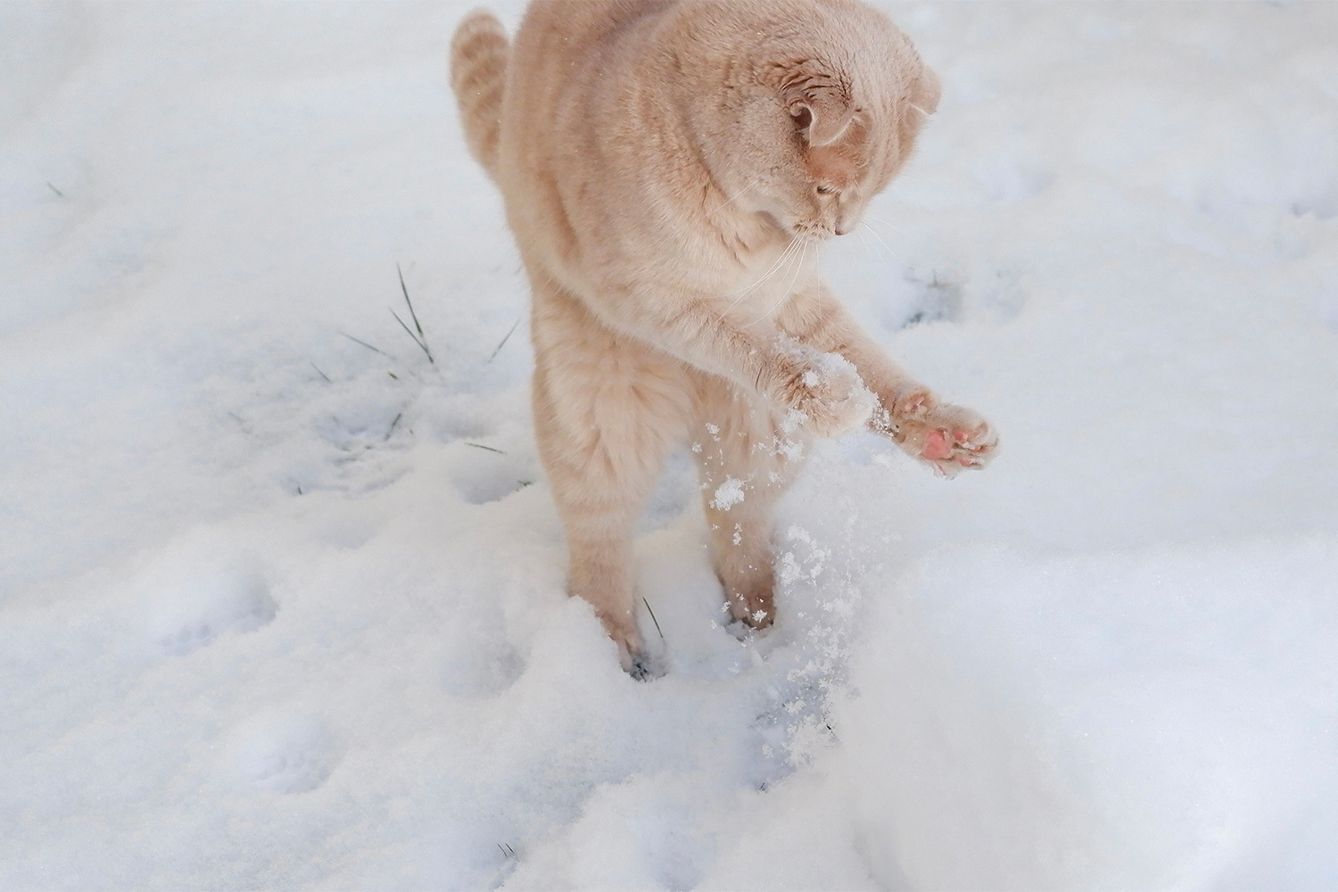 Сэр Персиваль, 3 года, метис с шотландскими корнями.