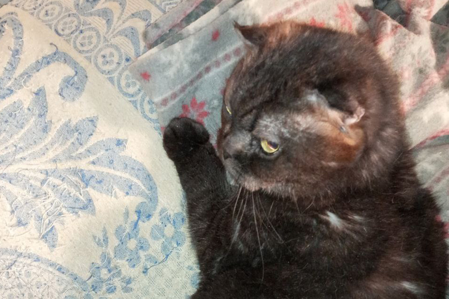 Капа, шотландская вислоухая, 16-17 лет.