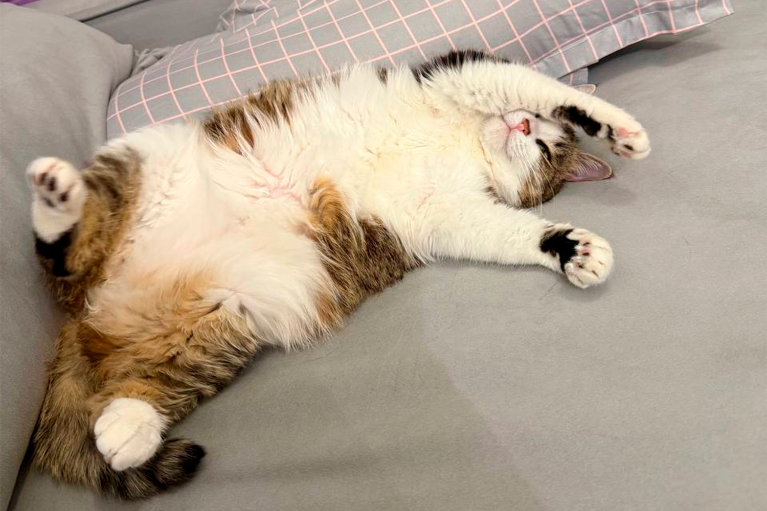 Кошка Киня, 10 лет.