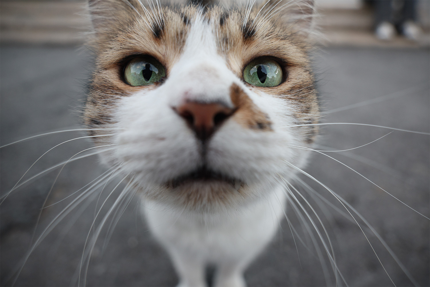 1 марта в России отмечается День кошек. В честь этого праздника собрали пушистых питомцев, которые попадали в объектив журналистов и фотографов «Ведомостей».Кот на улице Стамбула.