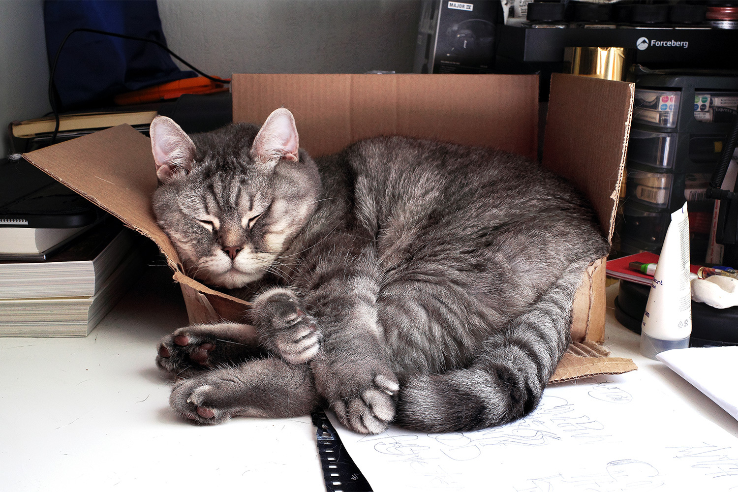 Кот Хогвард.