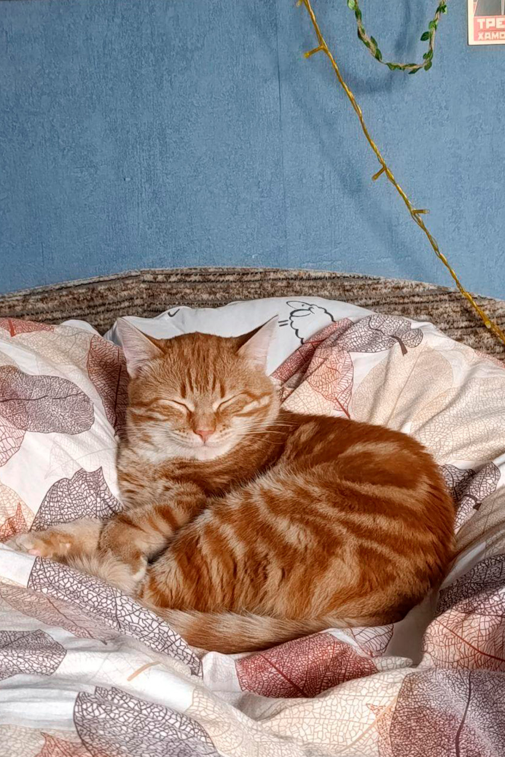 Джус, 1,5 годика, метис.