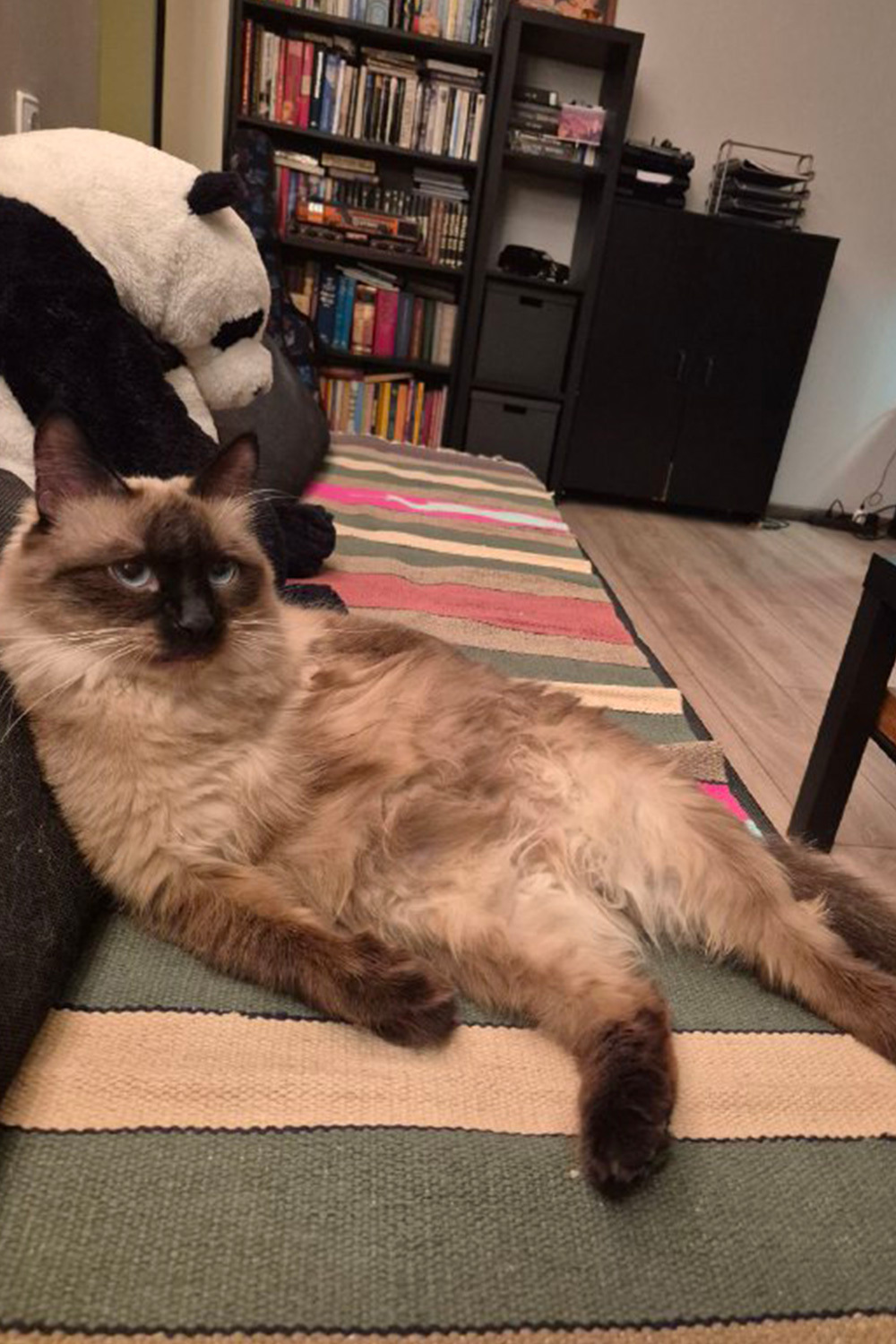 Сиамский кот Ильяс, 1,5 года.