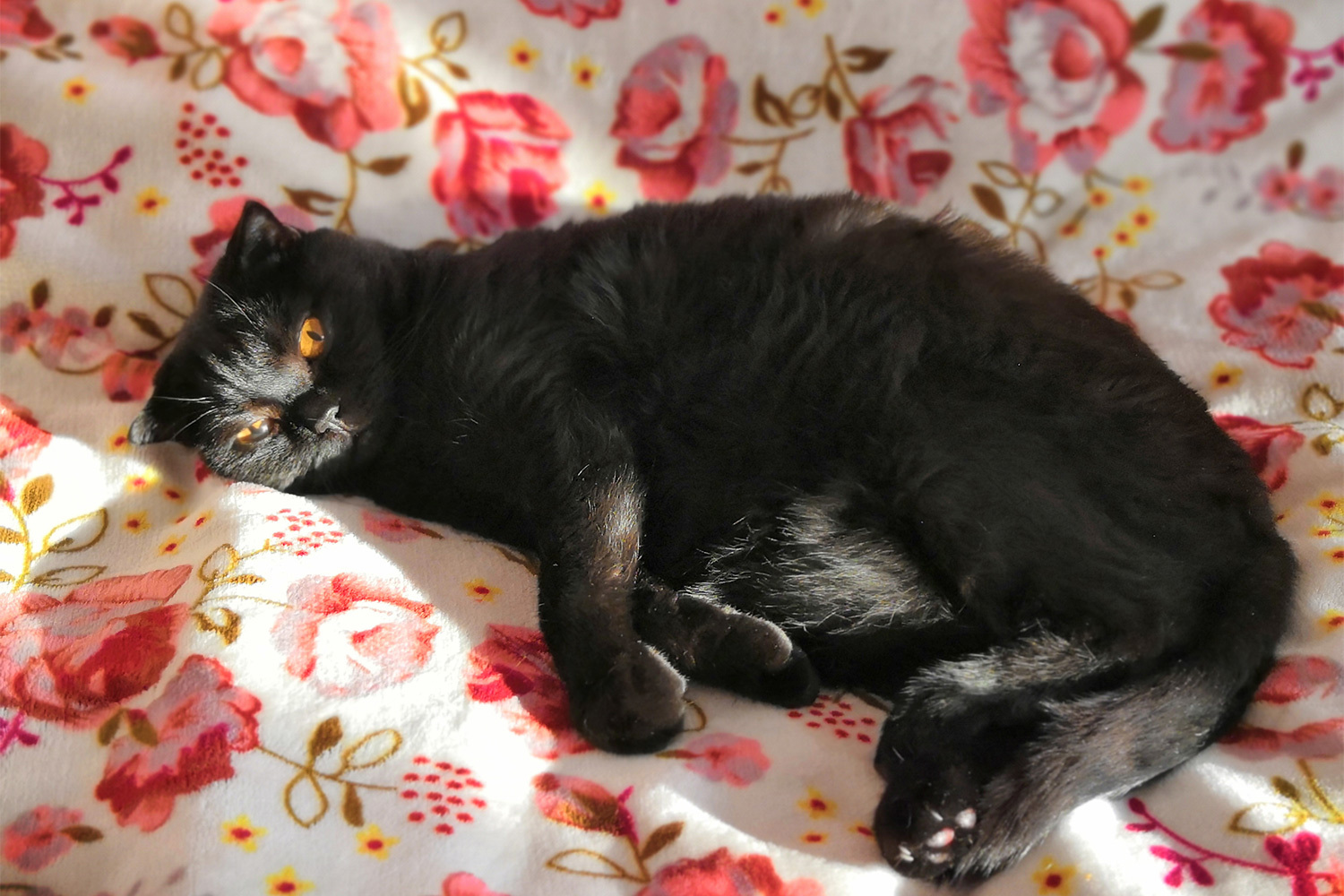 Шотландский кот Шики, 16 лет.