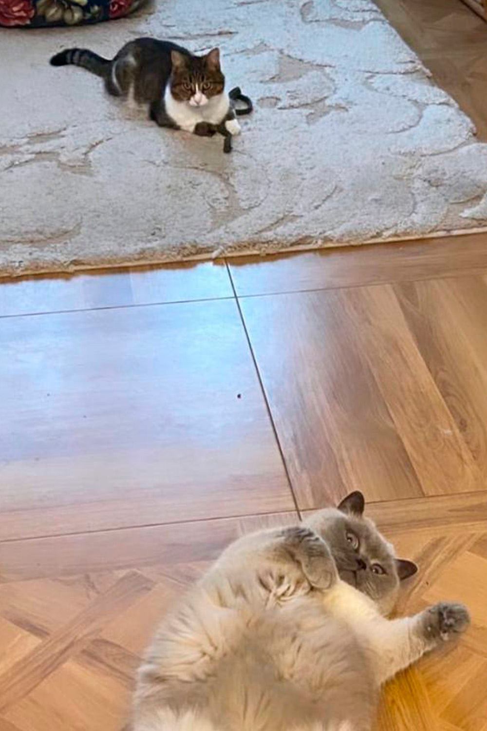 Лиза и пирожочек Мася.