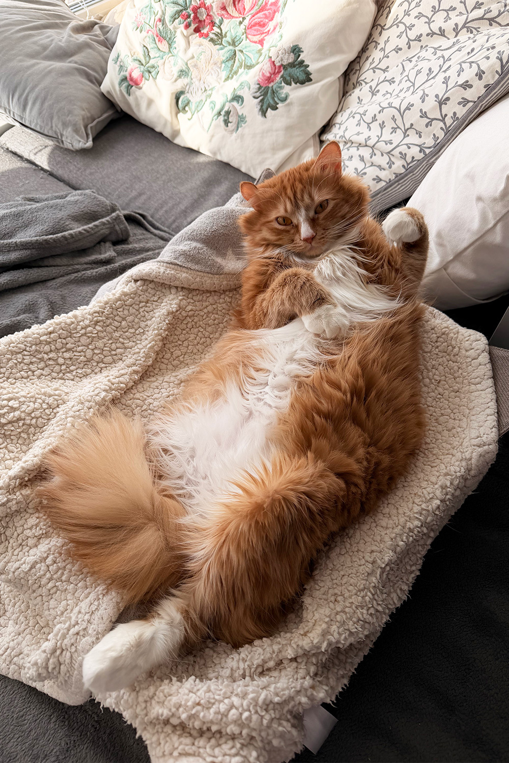 Кот Лев, беспородистый.