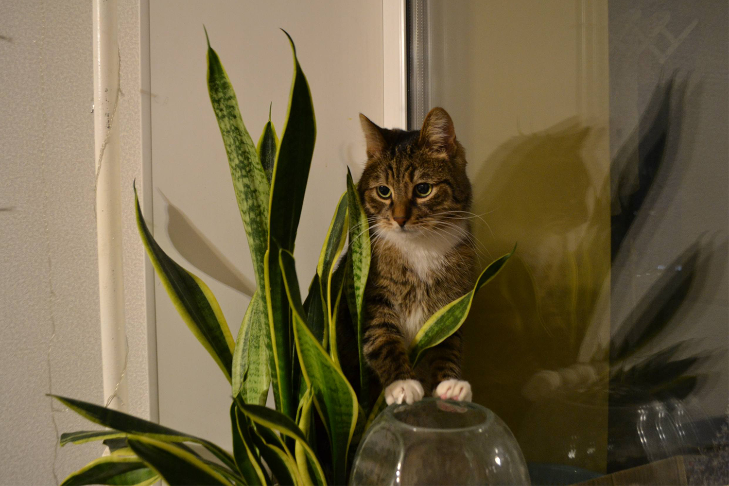 Кот Билли медицинского корреспондента Виктории Ларченко.