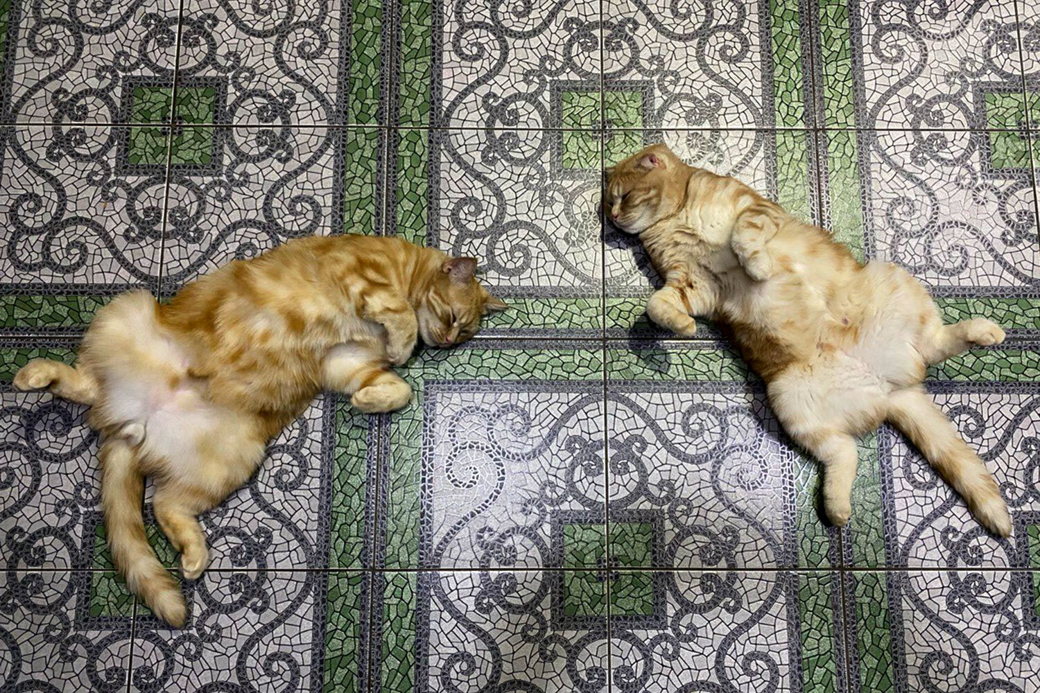 Британцы Плюша и Рудик (мать и сын).