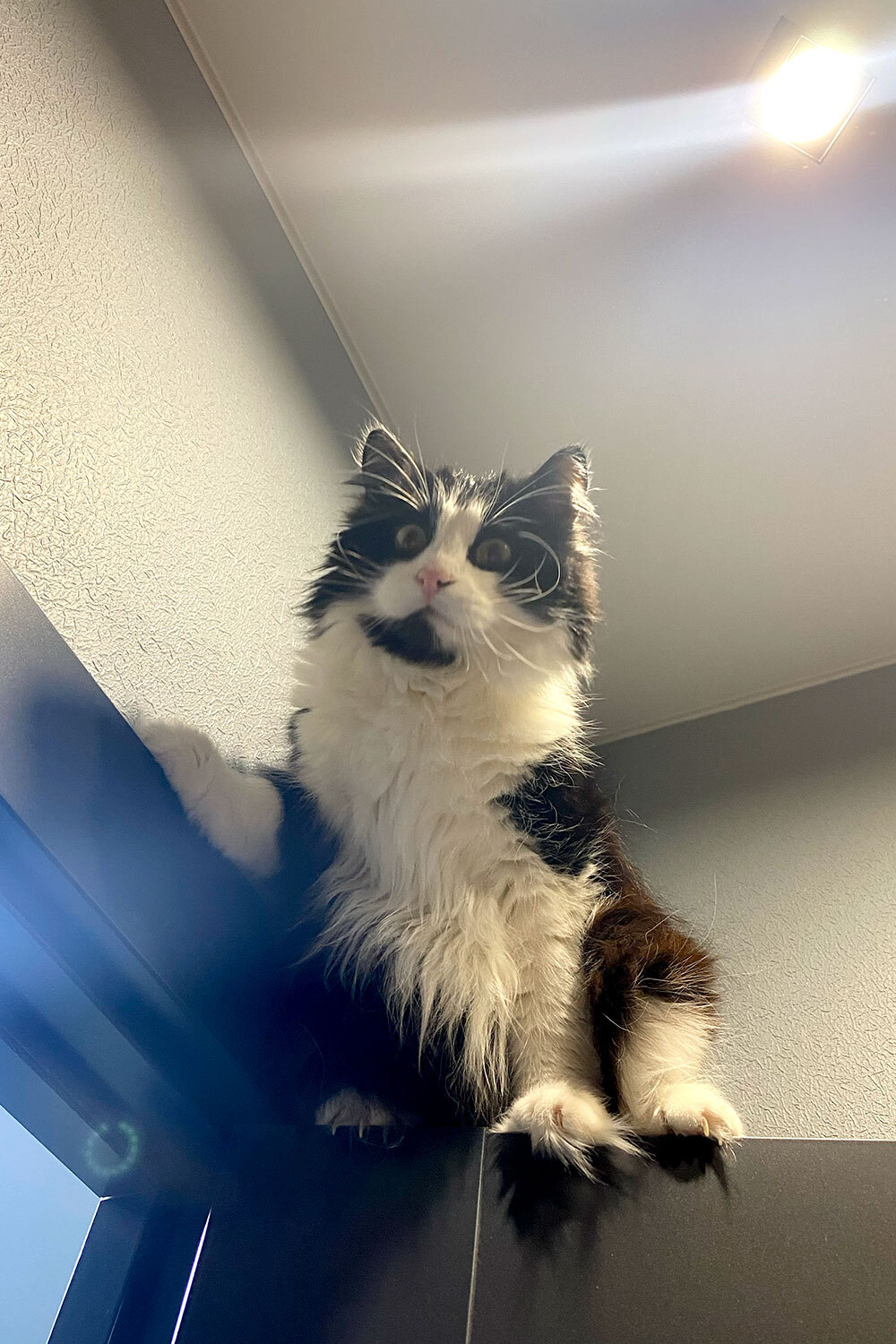 Кот Бруня, беспородный.