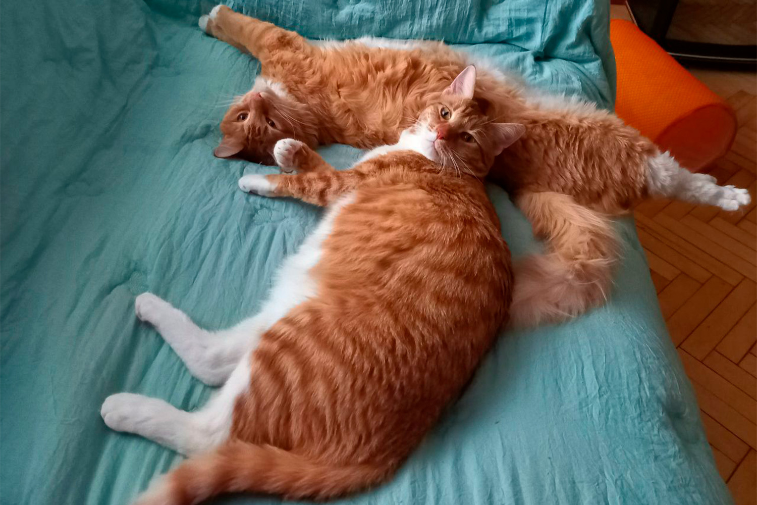 «Дворяне» (дети дворовых кошек) Мики и Бро Истомины. «Заводные апельсины» редактора отдела «Медиа и Культура» Марии Истоминой.