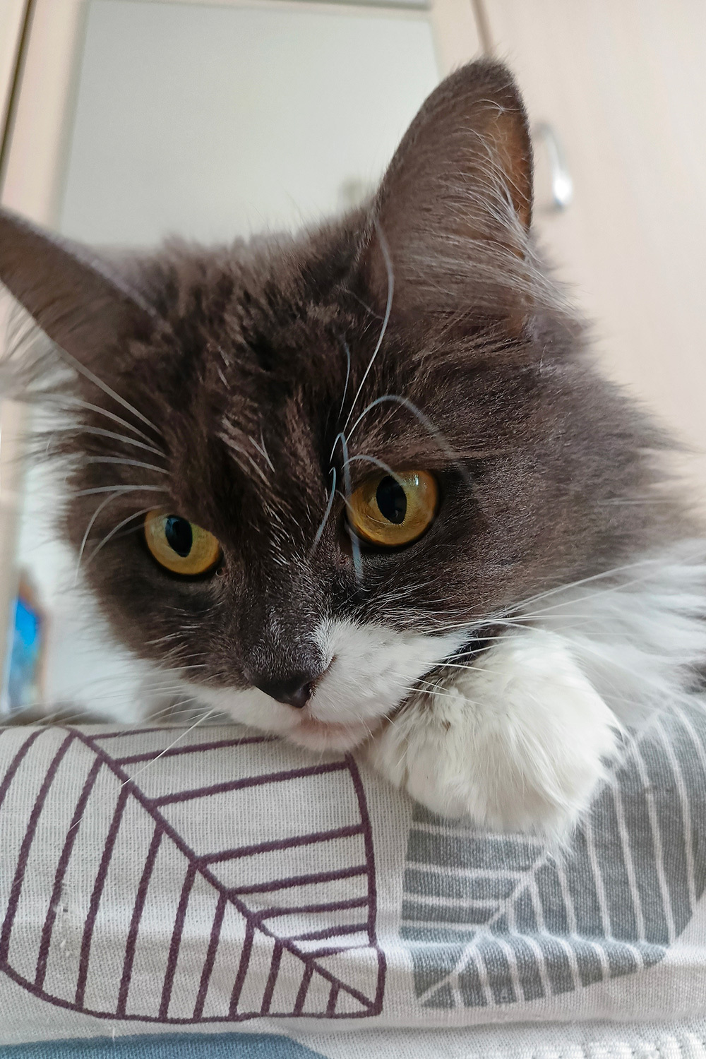 Мисси, три года, беспородная кошка.