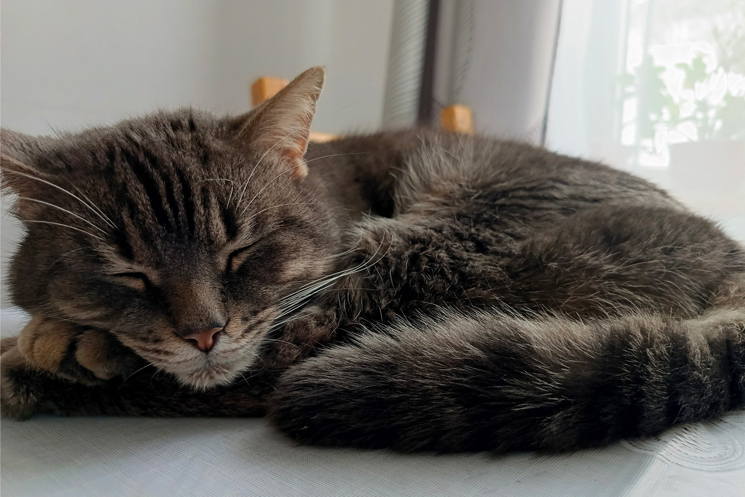 Кеша, два года, сын Мисси.