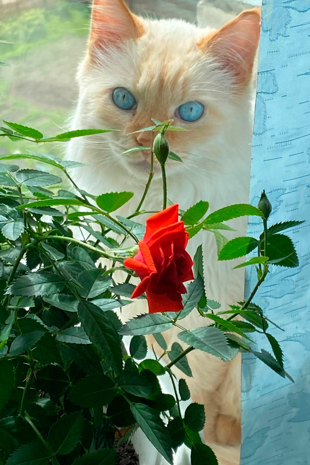 Билл, дворняжка.