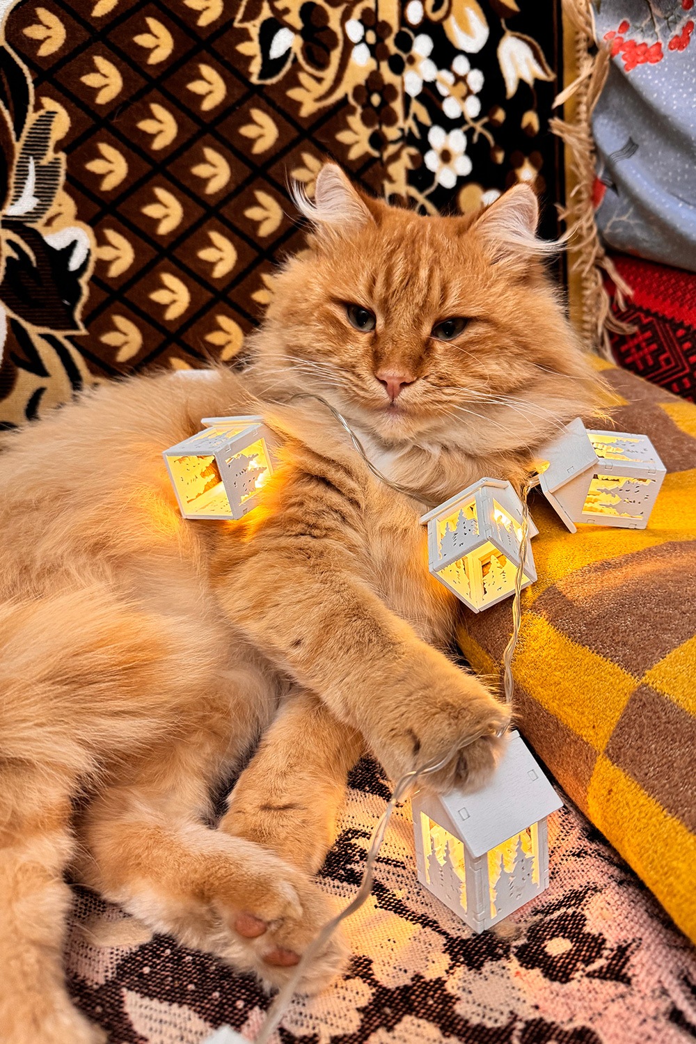 Беспородный Тимофей во время новогодних каникул.