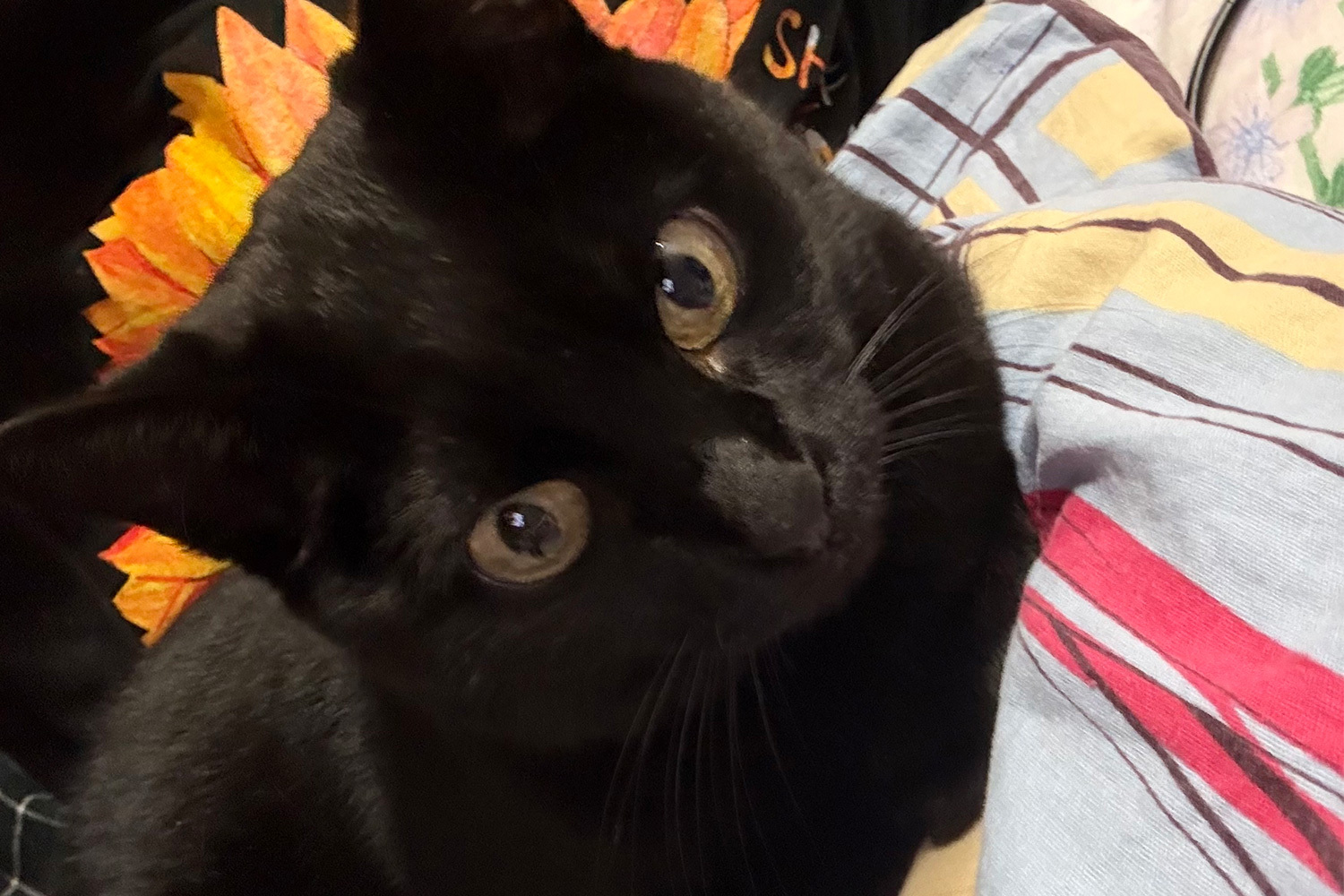 Боня, 11 лет.