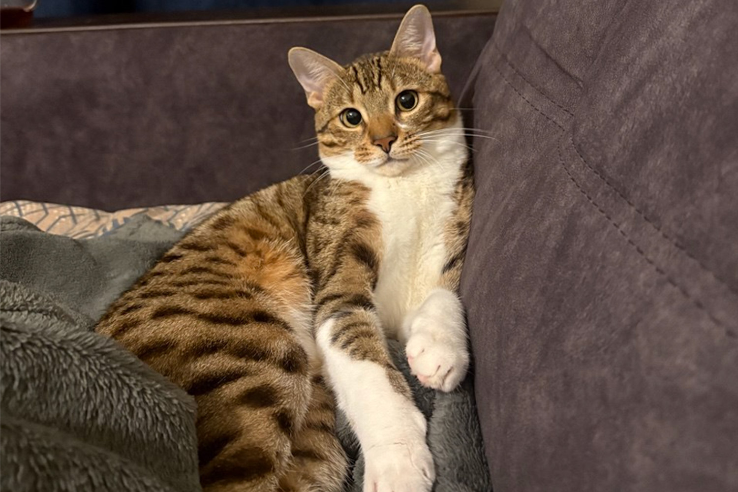 Лелик, наполовину бенгал, один год.