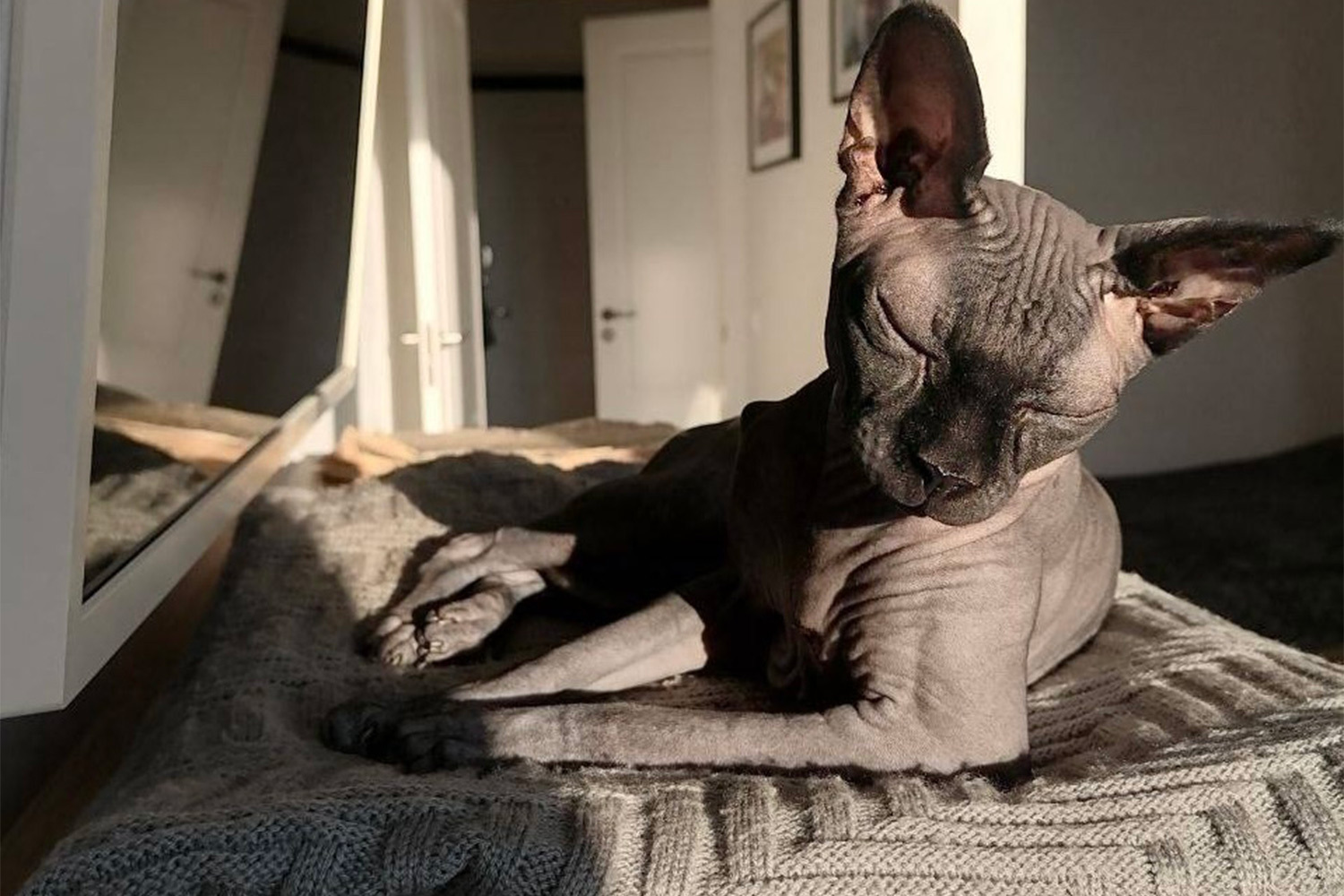 Элизабет, сфинкс.