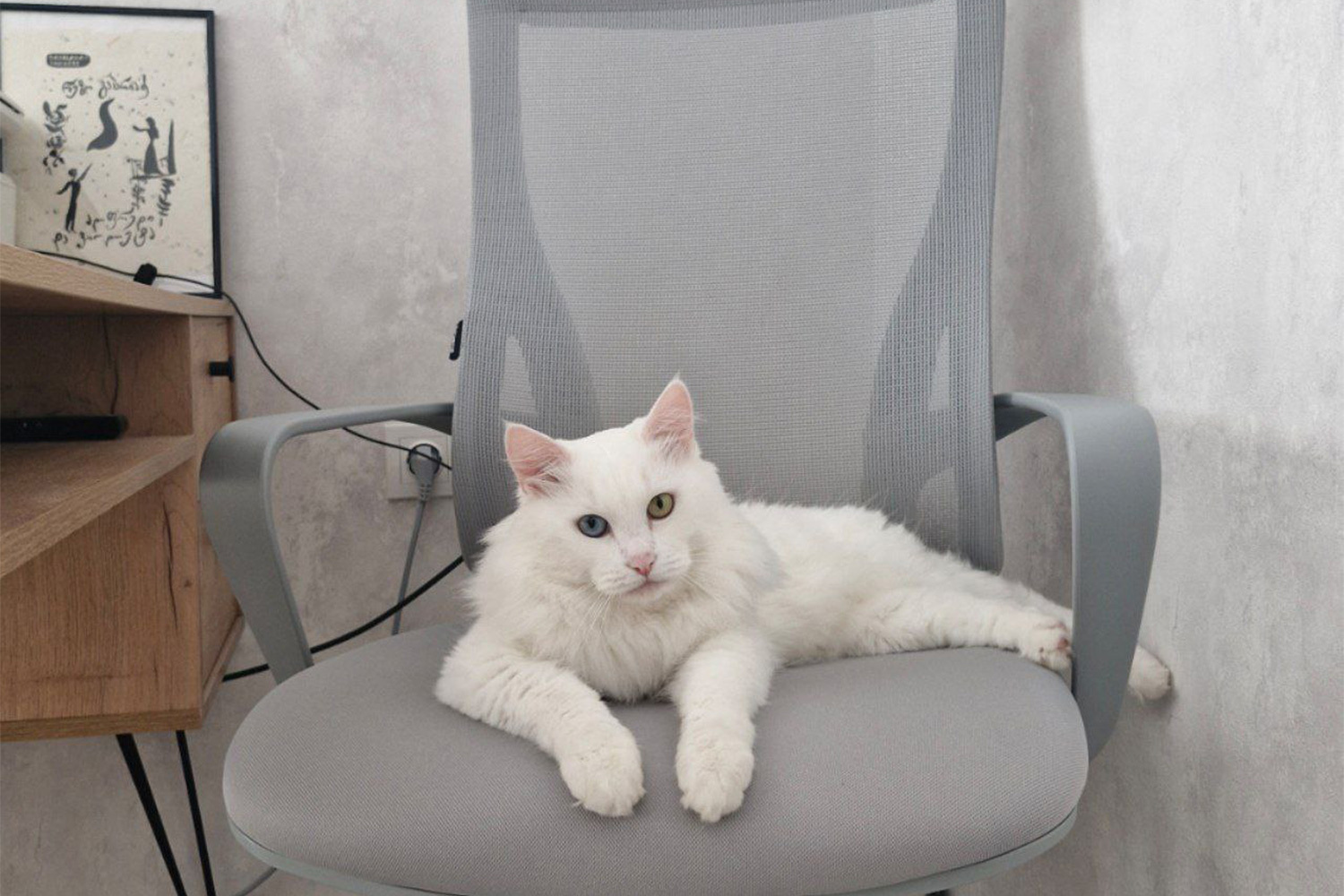 Ангорский кот Тимка на рабочем месте своего хозяина в рабочее время. 