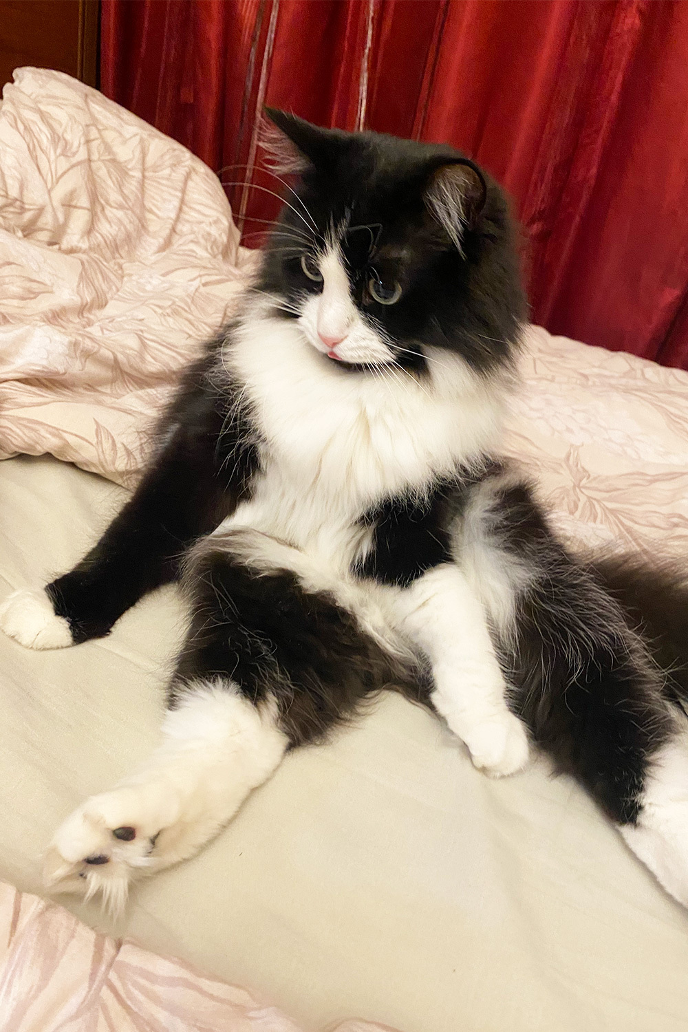 Дворняга Микки.