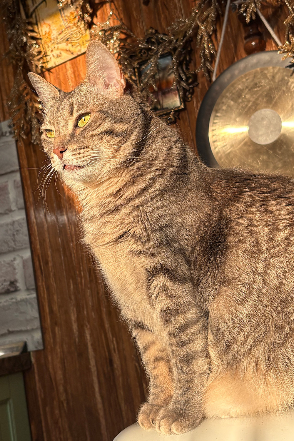 Иосиф, беспородный («из подвальных дворян»).