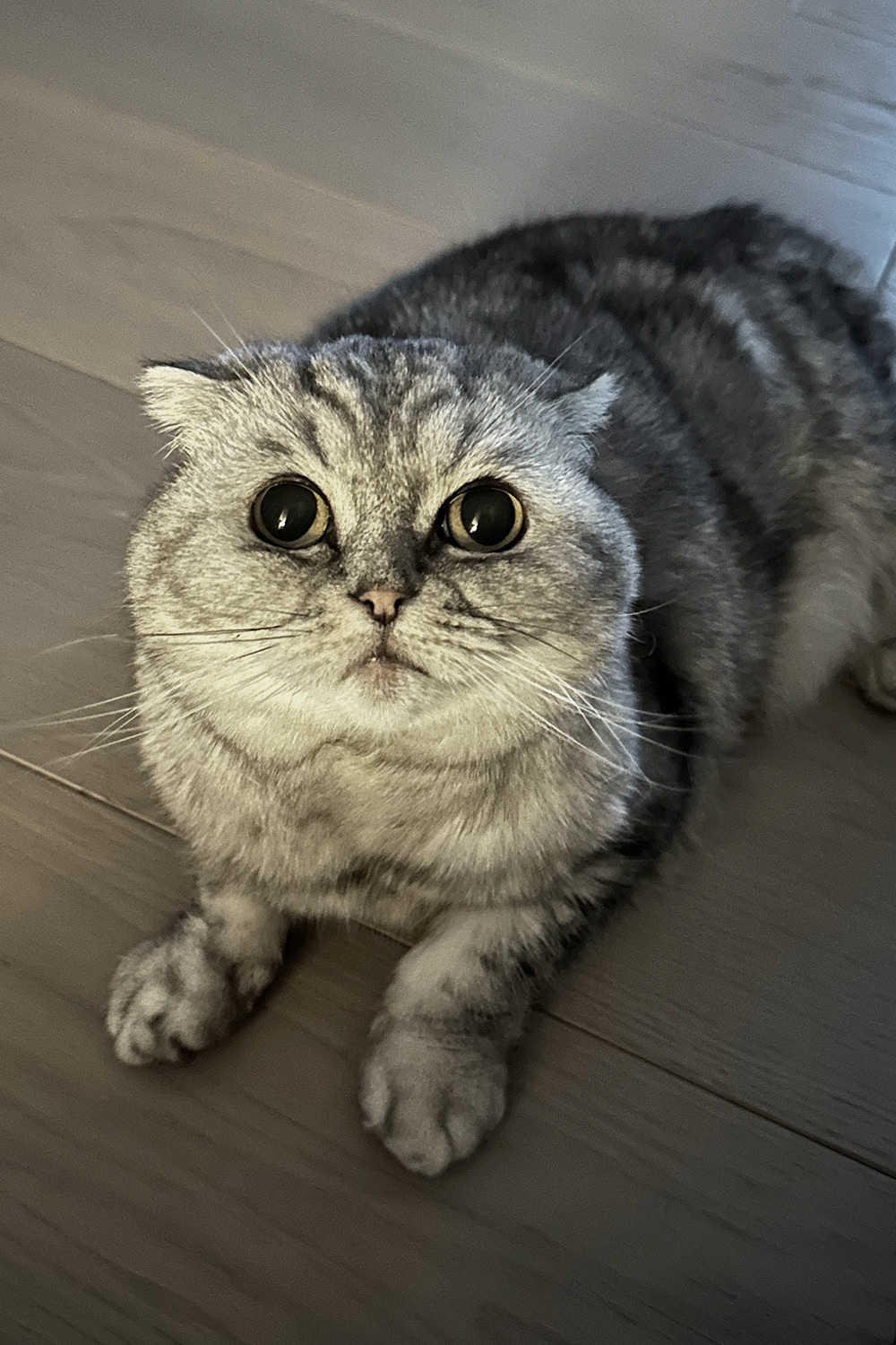 Шера, шотландская вислоухая, 12 лет.