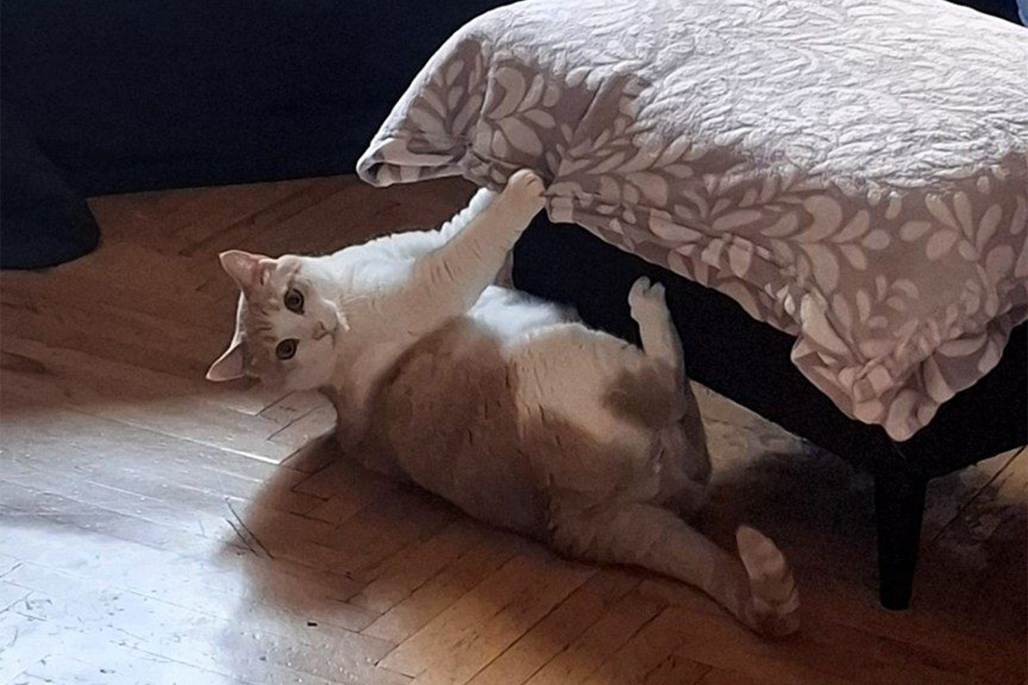 Персик, беспородный.