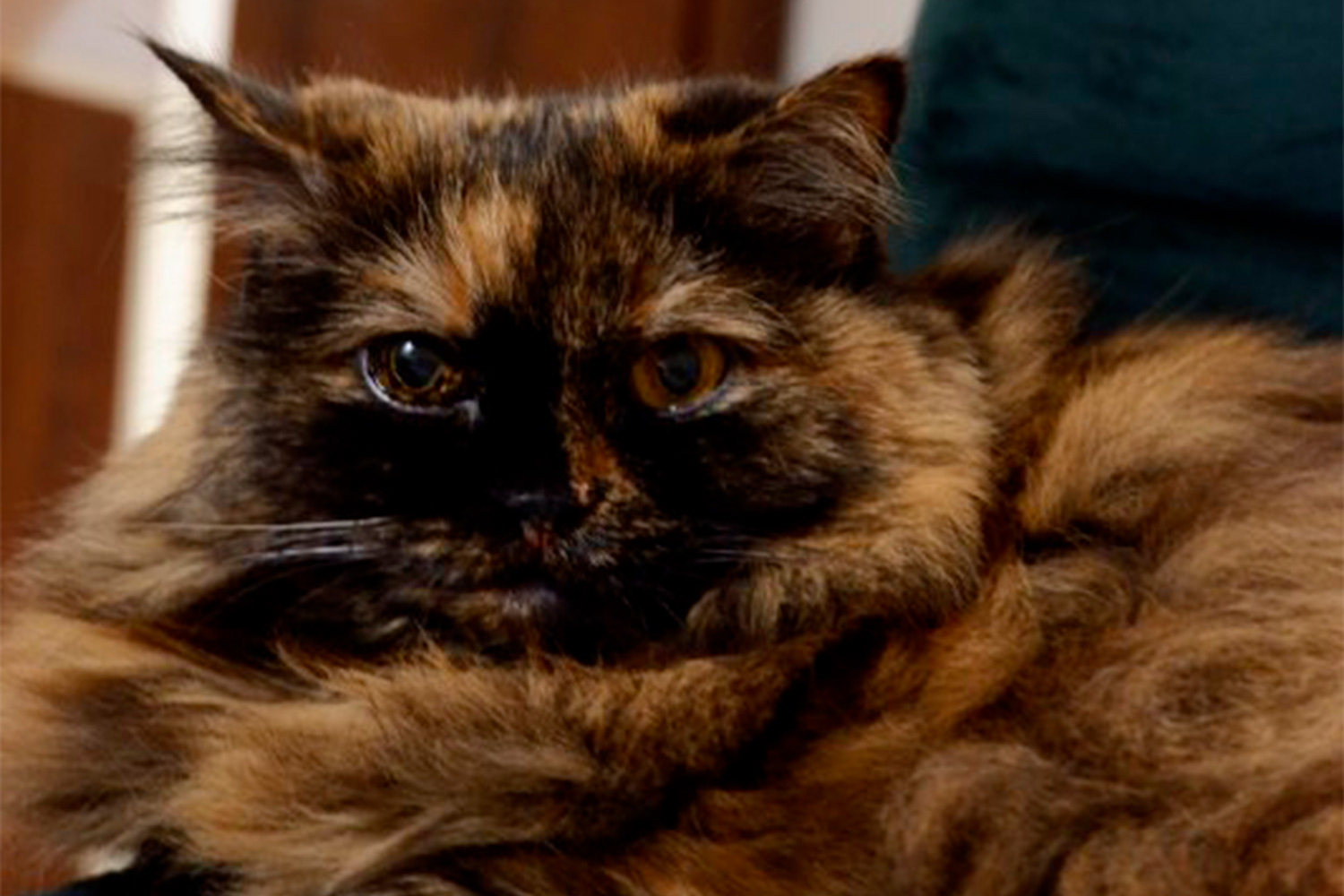 Тэфи, 15 лет, метис.